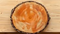 Cross section of pine tree trunk showing annual growth rings and bark texture on wooden background, natural organic pattern for woodworking projects.