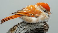Orange and white tropical bird with distinctive crest perched on weathered branch against neutral background, displaying vibrant plumage and detailed feather texture.
