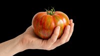 Hand holding a colorful striped heirloom tomato, isolated on transparent background, ready for stickers, print on demand, T-shirt design, and clipart use.