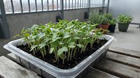 Young seedlings growing in seed tray with soil indoors, ready for transplanting. Urban gardening and plant propagation for home cultivation and sustainable living.