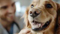 Happy golden retriever dog showing teeth in friendly smile during veterinary checkup, close up portrait with blurred vet in background.