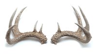 Naturally shed deer antlers with detailed texture and intricate patterns isolated on pure white background, ready for design projects and creative use.