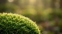Close-up of vibrant green moss with soft natural lighting and blurred forest background creating peaceful organic texture for nature and environmental themes.