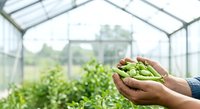 Young farmer holding fresh green grapes in hands inside greenhouse with lush vineyard plants in background, agriculture and harvest concept.