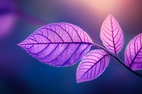 Delicate pink leaves with detailed veins backlit against deep purple background creating ethereal nature macro photography effect for wellness and meditation designs.