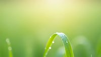 Fresh green grass blade with morning dew drops in soft natural light, macro photography for spring and nature themes.