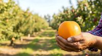 Farmer holding fresh orange in orchard during harvest season, showcasing organic citrus fruit production and agricultural sustainability practices.