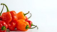 Fresh colorful hot chili peppers with water drops isolated on white background for cooking and spice ingredients in culinary recipes.