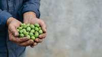 Male farmer holding fresh green peas in cupped hands against neutral background, showcasing organic harvest and agricultural produce for farming and food industry use.