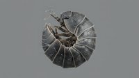 Pill bug or roly-poly isopod crustacean rolled into defensive ball position showing segmented exoskeleton armor plating on neutral gray background.
