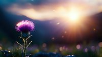Purple thistle flower against dramatic sunset sky with soft bokeh lights and lens flare, moody nature photography with shallow depth of field for wall art.