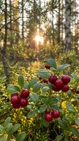 Wild cranberries growing in forest with warm sunlight filtering through pine trees creating natural bokeh effect during golden hour autumn season.