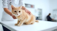Orange tabby kitten receiving veterinary examination from professional in white coat at modern animal clinic for pet healthcare and wellness checkup.