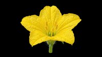 Bright yellow flower with five petals and green stem, isolated on transparent background. Ready for t-shirt designs, clipart, stickers, print-on-demand products, and sublimation projects.