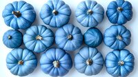 Painted blue pumpkins arranged in rows on white background. Seasonal autumn decorative gourds isolated for creative holiday design and fall decor projects.