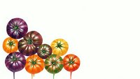 Colorful heirloom tomato varieties on wooden sticks arranged as decorative food picks isolated on white background for culinary design projects.