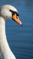 Close-up portrait of elegant white mute swan with orange beak against blue water background. Wildlife photography showcasing graceful waterfowl in natural habitat.