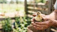 Farmer holding newborn duckling in weathered hands on rural farm with wooden fence and green pasture background, representing agriculture and animal husbandry.