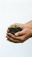 Elderly hands gently protecting young green plant seedling growing from rich soil, symbolizing care, growth, environmental protection and nurturing nature.