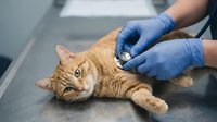 Orange tabby cat receiving veterinary examination with stethoscope from healthcare professional wearing blue medical gloves on metal table in clinic.