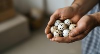 Hands holding fresh quail eggs with speckled shells, showcasing farm produce for cooking, nutrition, and culinary content.