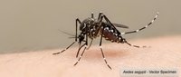 Aedes aegypti mosquito feeding on human skin showing detailed insect anatomy and blood-sucking behavior for medical and educational content.