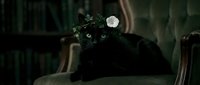 Black cat wearing white flower crown resting on vintage chair in moody interior setting, suitable for gothic, dark academia, and fantasy themed designs.