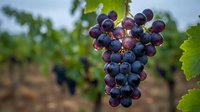 Ripe dark purple grape cluster hanging on vine with green leaves in vineyard during harvest season, ready for winemaking production.