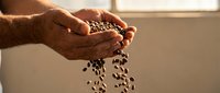 Hands pouring dark roasted coffee beans in warm sunlight streaming through window. Perfect for cafe, kitchen, morning routine and beverage concepts.