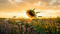 Sunflower field at golden hour sunset with wildflowers and warm sky. Agricultural landscape for farming, nature and seasonal content.