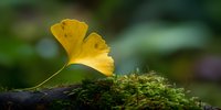 Golden ginkgo leaf resting on moss-covered bark in autumn forest setting with soft natural lighting and blurred green background.