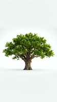 Single green oak tree with lush foliage isolated on white background for environmental design projects and nature concepts.