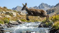 Young deer leaping gracefully over mountain stream in alpine wilderness with rocky peaks and wildflowers creating dynamic wildlife action scene.
