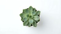 Green succulent plant in white pot viewed from above on clean white background isolated for home decor and gardening design projects.