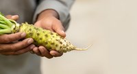 Farmer holding fresh green soursop fruit with bumpy skin texture in hands against neutral background. Suitable for agriculture, farming, tropical produce, and food industry marketing.