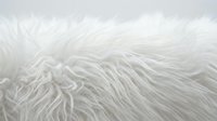 Soft white fluffy fur texture background with long silky strands creating luxurious natural material surface for cozy home decor and fashion design projects.