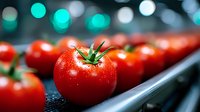 Fresh ripe red tomatoes with water drops on dark background with turquoise bokeh lights, selective focus on foreground tomato, food photography.