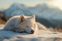 Peaceful white Samoyed dog sleeping in snow at sunset with mountain backdrop, soft focus portrait capturing serene winter moment in nature.
