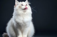 White fluffy cat with long fur sitting against dark background, licking lips with pink tongue, showing playful expression and bright eyes in studio lighting.