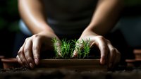 Young rosemary sprouts growing in wooden box with soil, hands planting herbs in dark moody setting, fresh organic gardening concept for home growing.