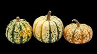 Decorative ornamental gourds in varied sizes and patterns, isolated on transparent background. Ready for autumn designs, fall crafts, t-shirt prints, clipart collections, stickers, sublimation projects, and seasonal print-on-demand products.