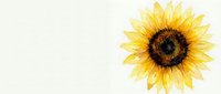 Watercolor sunflower with golden yellow petals and dark center, isolated on white background, ready for cards, prints, and design projects.