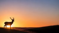 Majestic deer silhouette standing on hillside against vibrant orange sunset sky. Wildlife nature scene for outdoor adventure and hunting themes.