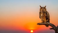 Majestic eagle owl perched on weathered branch against vibrant orange sunset sky. Wildlife photography capturing nocturnal bird of prey in golden hour light.