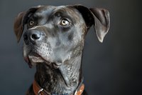 Close up portrait of attentive gray Great Dane dog with bright eyes and orange collar against dark background, showing noble expression and distinctive breed features.
