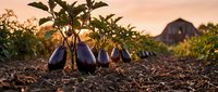 Fresh purple eggplants growing in organic garden soil during golden hour sunset with farm barn in background for healthy vegetable harvest concept.