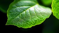 Fresh green leaf with detailed vein structure and natural texture in macro photography against dark background, showing organic patterns and botanical details.