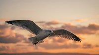 Seagull soaring through golden sunset sky with outstretched wings against dramatic orange and pink clouds creating peaceful evening atmosphere for nature content.