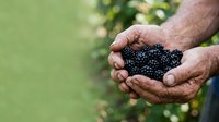 Male farmer with weathered hands holding fresh blackberries, showcasing harvest and agricultural produce for farming, gardening, and food industry applications.
