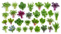 Assorted fresh leafy greens and herbs isolated on white background, including lettuce, spinach, kale, parsley, cilantro, chives and microgreens for culinary and design use.
